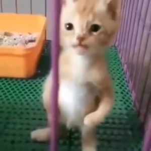 Meet your Posher, Ramiro